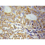 Immunohistochemistry - KRT19 Antibody from Signalway Antibody (32040) - Antibodies.com