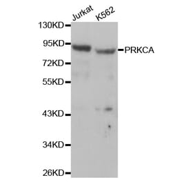 Western blot - PRKCA Antibody from Signalway Antibody (32053) - Antibodies.com
