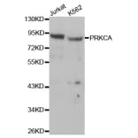 Western blot - PRKCA Antibody from Signalway Antibody (32053) - Antibodies.com