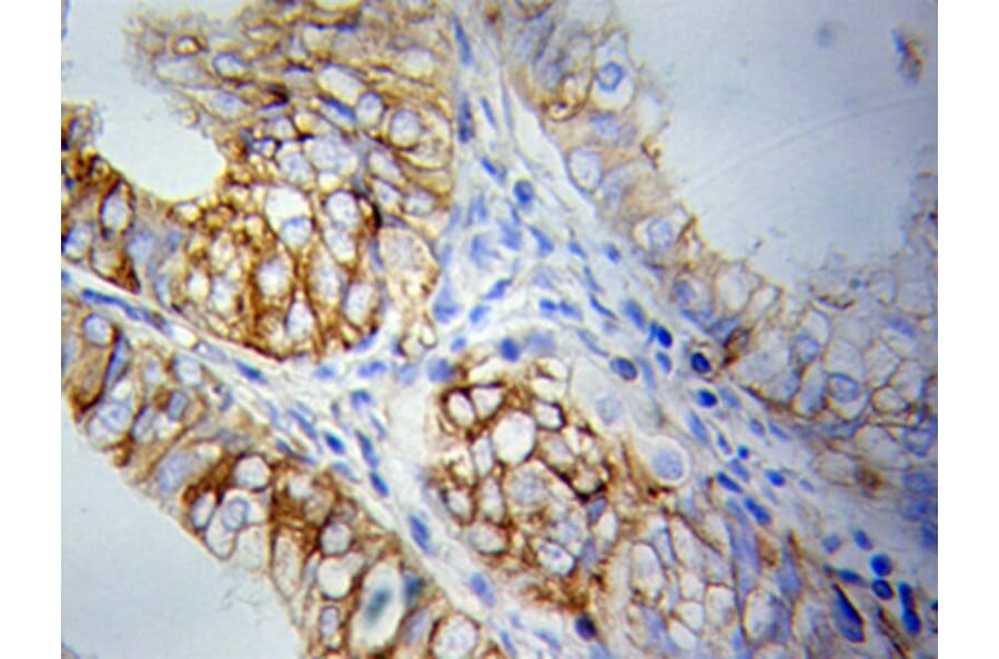 Immunohistochemistry - PRKCA Antibody from Signalway Antibody (32053) - Antibodies.com
