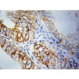 Immunohistochemistry - PRKCA Antibody from Signalway Antibody (32053) - Antibodies.com