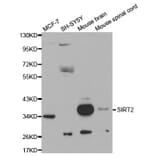 Western blot - SIRT2 Antibody from Signalway Antibody (32057) - Antibodies.com