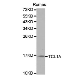 Western blot - TCL1A Antibody from Signalway Antibody (32079) - Antibodies.com