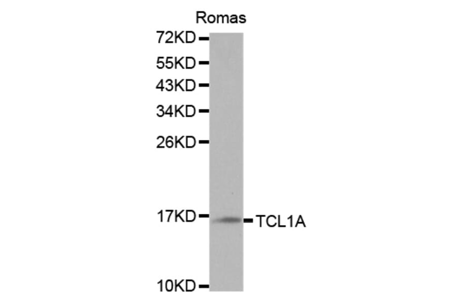 Western blot - TCL1A Antibody from Signalway Antibody (32079) - Antibodies.com