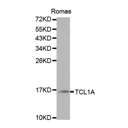 Western blot - TCL1A Antibody from Signalway Antibody (32079) - Antibodies.com