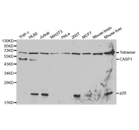 Western blot - CASP1 Antibody from Signalway Antibody (32096) - Antibodies.com