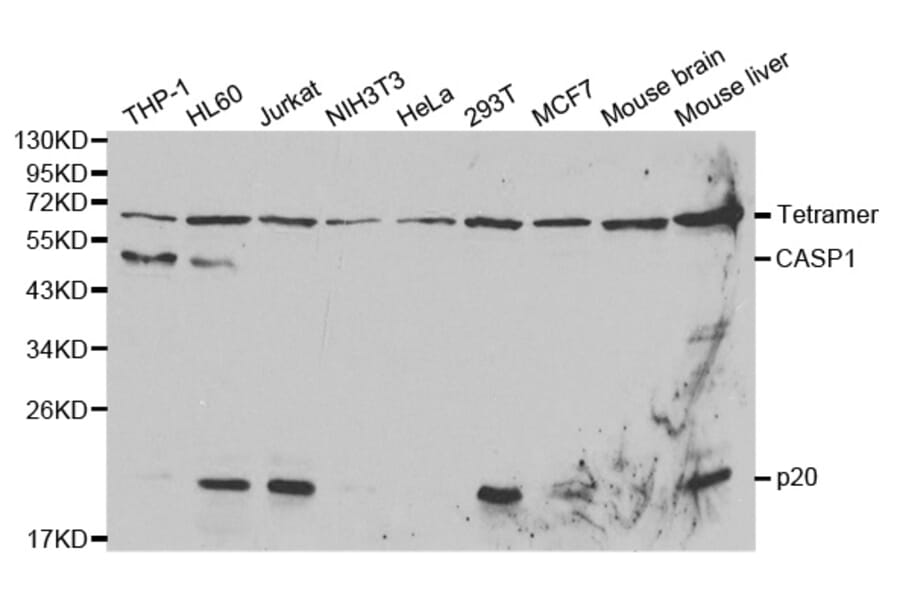 Western blot - CASP1 Antibody from Signalway Antibody (32096) - Antibodies.com