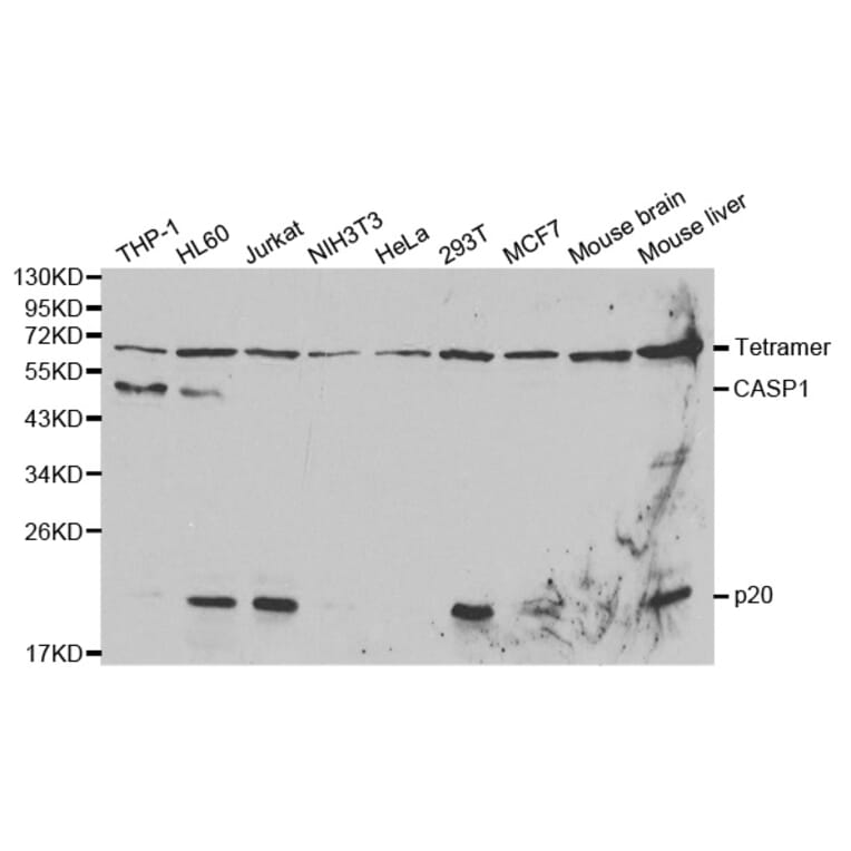 Western blot - CASP1 Antibody from Signalway Antibody (32096) - Antibodies.com
