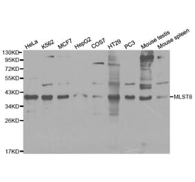 Western blot - MLST8 Antibody from Signalway Antibody (32136) - Antibodies.com