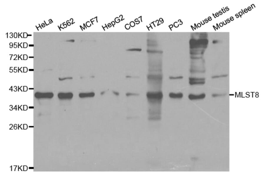 Western blot - MLST8 Antibody from Signalway Antibody (32136) - Antibodies.com
