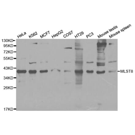 Western blot - MLST8 Antibody from Signalway Antibody (32136) - Antibodies.com