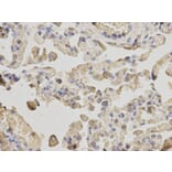 Immunohistochemistry - ACTR3 Antibody from Signalway Antibody (32140) - Antibodies.com