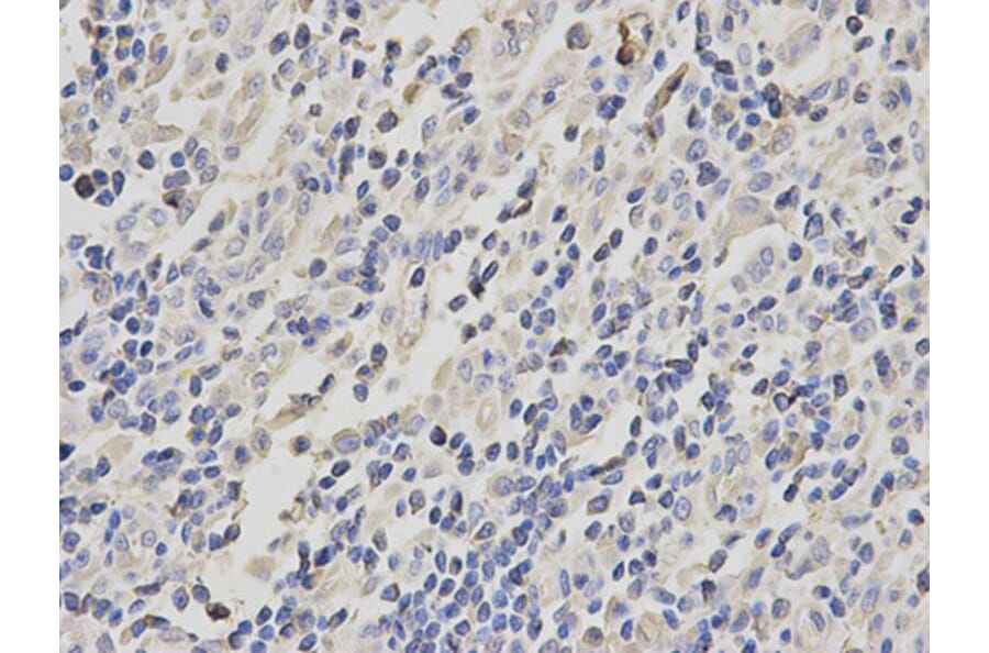 Immunohistochemistry - ACTR3 Antibody from Signalway Antibody (32140) - Antibodies.com