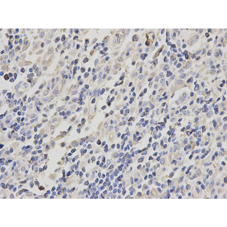 Immunohistochemistry - ACTR3 Antibody from Signalway Antibody (32140) - Antibodies.com