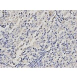 Immunohistochemistry - ACTR3 Antibody from Signalway Antibody (32140) - Antibodies.com