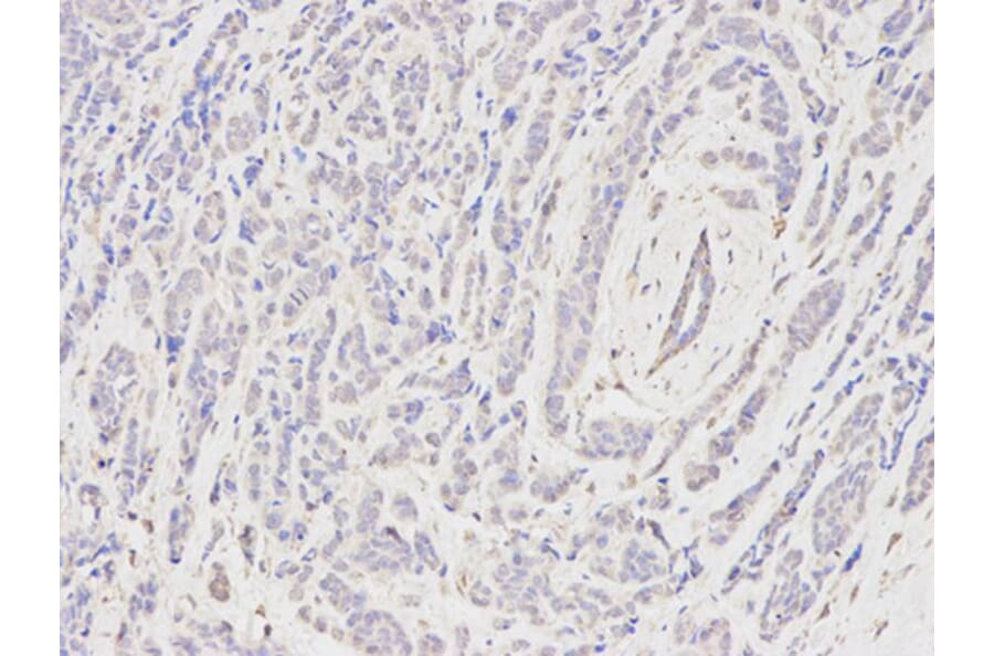 Immunohistochemistry - CSRP1 Antibody from Signalway Antibody (32145) - Antibodies.com