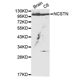 Western blot - NCSTN Antibody from Signalway Antibody (32159) - Antibodies.com