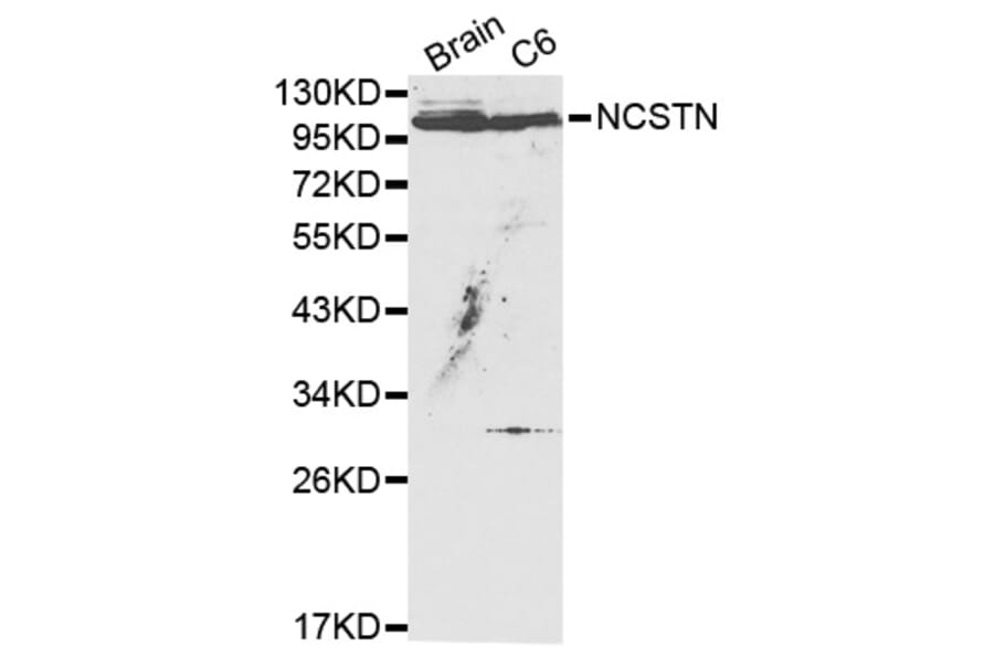 Western blot - NCSTN Antibody from Signalway Antibody (32159) - Antibodies.com