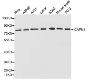 Western blot - CAPN1 Antibody from Signalway Antibody (32201) - Antibodies.com
