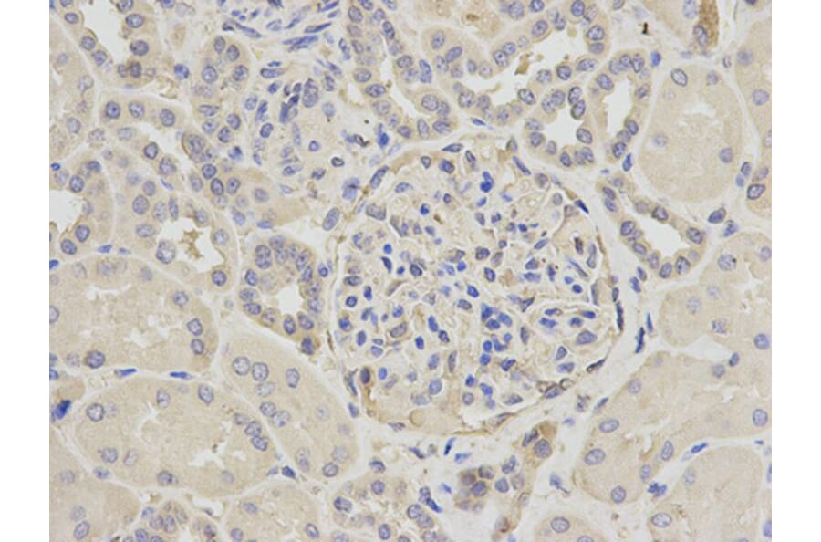 Immunohistochemistry - CAPN1 Antibody from Signalway Antibody (32201) - Antibodies.com