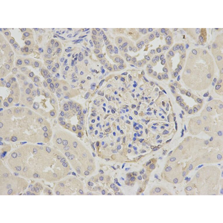 Immunohistochemistry - CAPN1 Antibody from Signalway Antibody (32201) - Antibodies.com