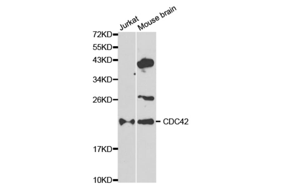 Western blot - CDC42 Antibody from Signalway Antibody (32214) - Antibodies.com