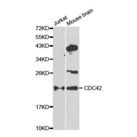 Western blot - CDC42 Antibody from Signalway Antibody (32214) - Antibodies.com
