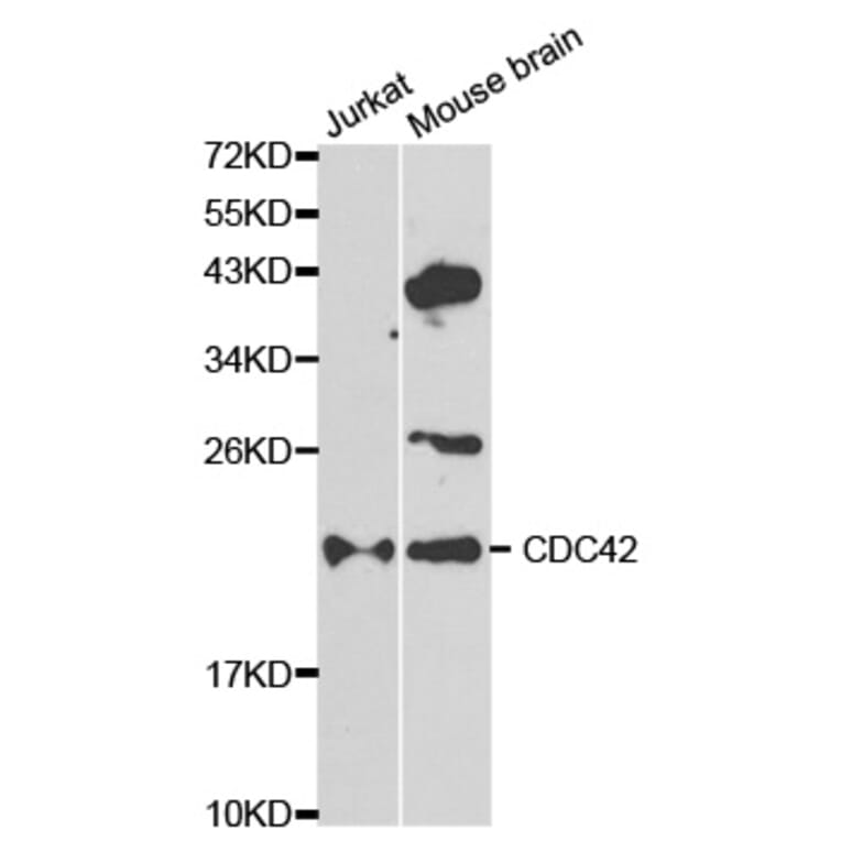 Western blot - CDC42 Antibody from Signalway Antibody (32214) - Antibodies.com