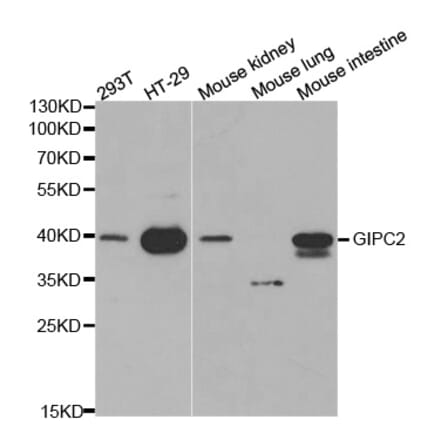 Western blot - GIPC2 Antibody from Signalway Antibody (32240) - Antibodies.com