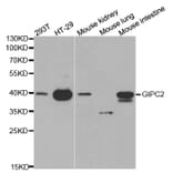Western blot - GIPC2 Antibody from Signalway Antibody (32240) - Antibodies.com