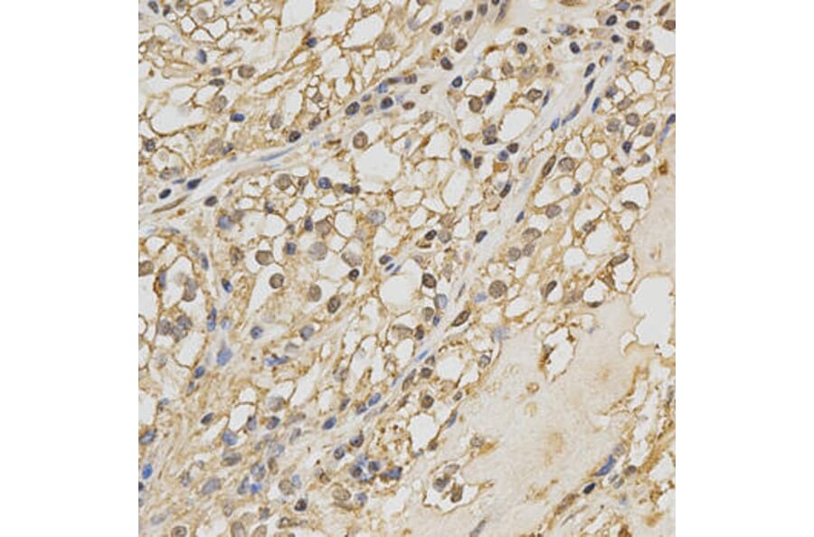 Immunohistochemistry - PRDX4 Antibody from Signalway Antibody (32288) - Antibodies.com