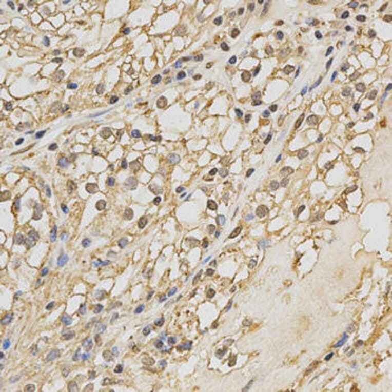 Immunohistochemistry - PRDX4 Antibody from Signalway Antibody (32288) - Antibodies.com