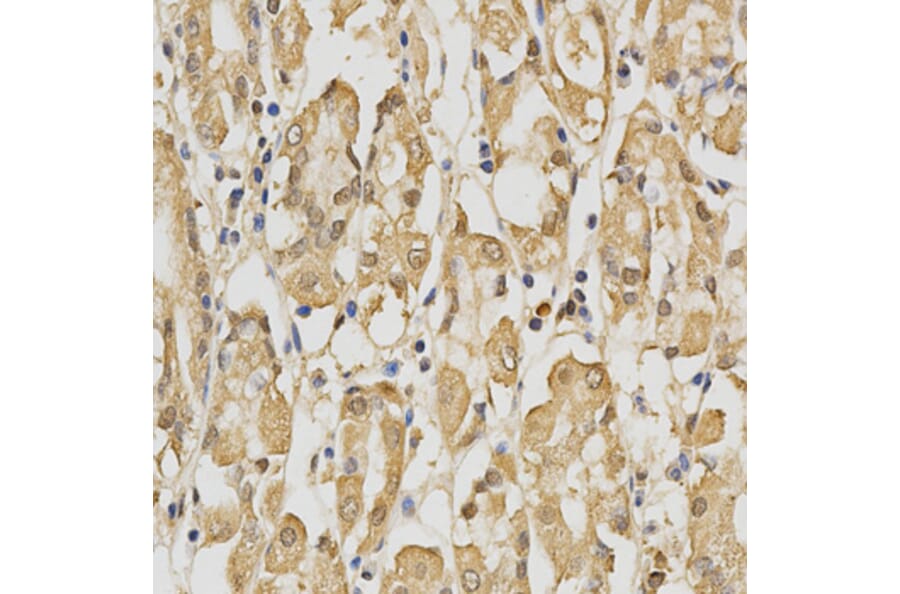 Immunohistochemistry - PRDX4 Antibody from Signalway Antibody (32288) - Antibodies.com