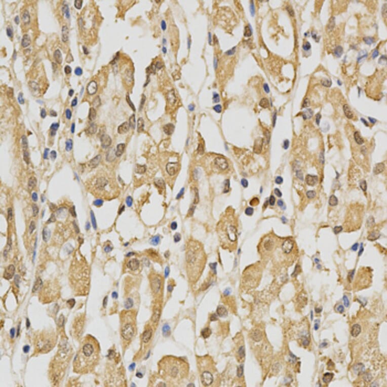 Immunohistochemistry - PRDX4 Antibody from Signalway Antibody (32288) - Antibodies.com