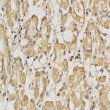 Immunohistochemistry - PRDX4 Antibody from Signalway Antibody (32288) - Antibodies.com
