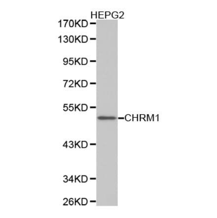 Western blot - CHRM1 Antibody from Signalway Antibody (32333) - Antibodies.com