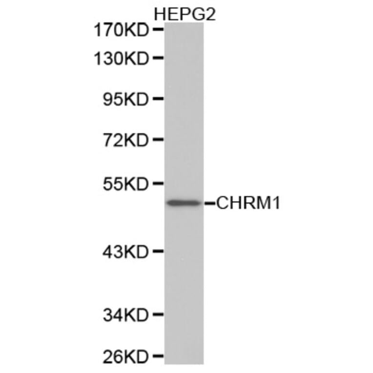 Western blot - CHRM1 Antibody from Signalway Antibody (32333) - Antibodies.com