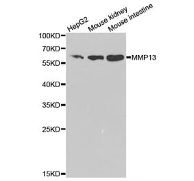 Western blot - MMP13 Antibody from Signalway Antibody (32335) - Antibodies.com