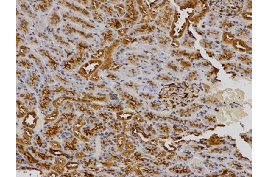 Immunohistochemistry - SPARC Antibody from Signalway Antibody (32342) - Antibodies.com