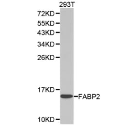 Western blot - FABP2 Antibody from Signalway Antibody (32347) - Antibodies.com