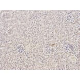 Immunohistochemistry - FABP2 Antibody from Signalway Antibody (32347) - Antibodies.com