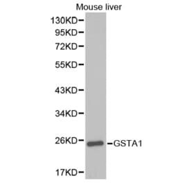 Western blot - GSTA1 Antibody from Signalway Antibody (32353) - Antibodies.com