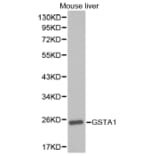 Western blot - GSTA1 Antibody from Signalway Antibody (32353) - Antibodies.com