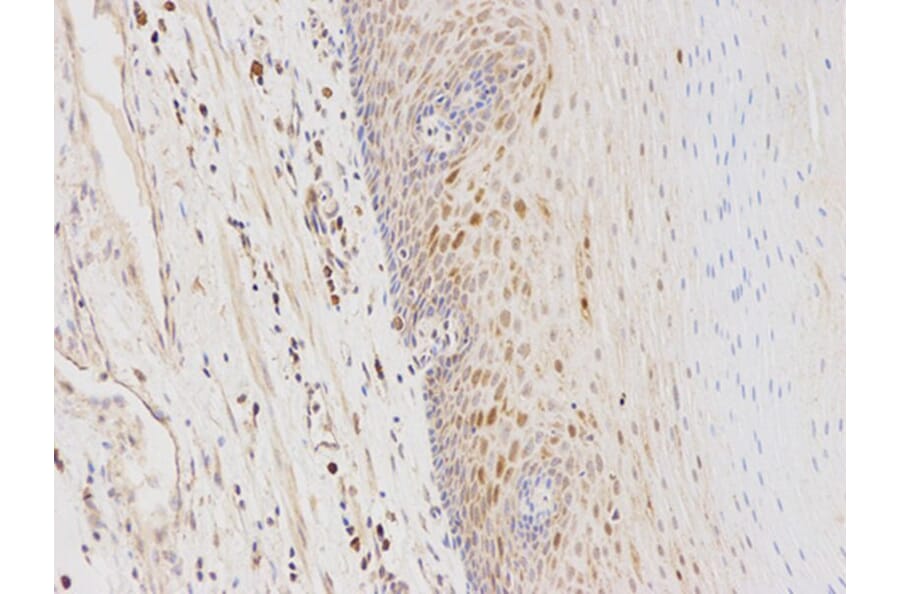 Immunohistochemistry - GSTA1 Antibody from Signalway Antibody (32353) - Antibodies.com