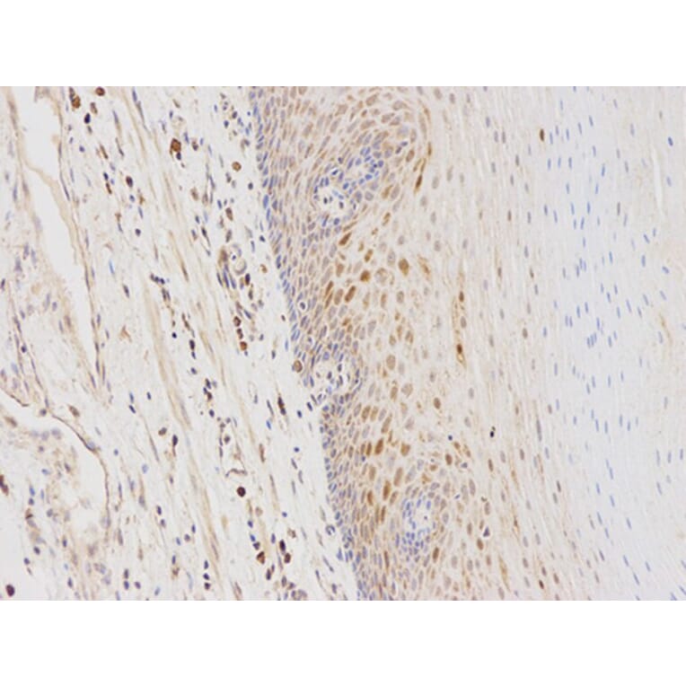 Immunohistochemistry - GSTA1 Antibody from Signalway Antibody (32353) - Antibodies.com