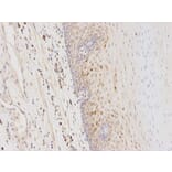 Immunohistochemistry - GSTA1 Antibody from Signalway Antibody (32353) - Antibodies.com