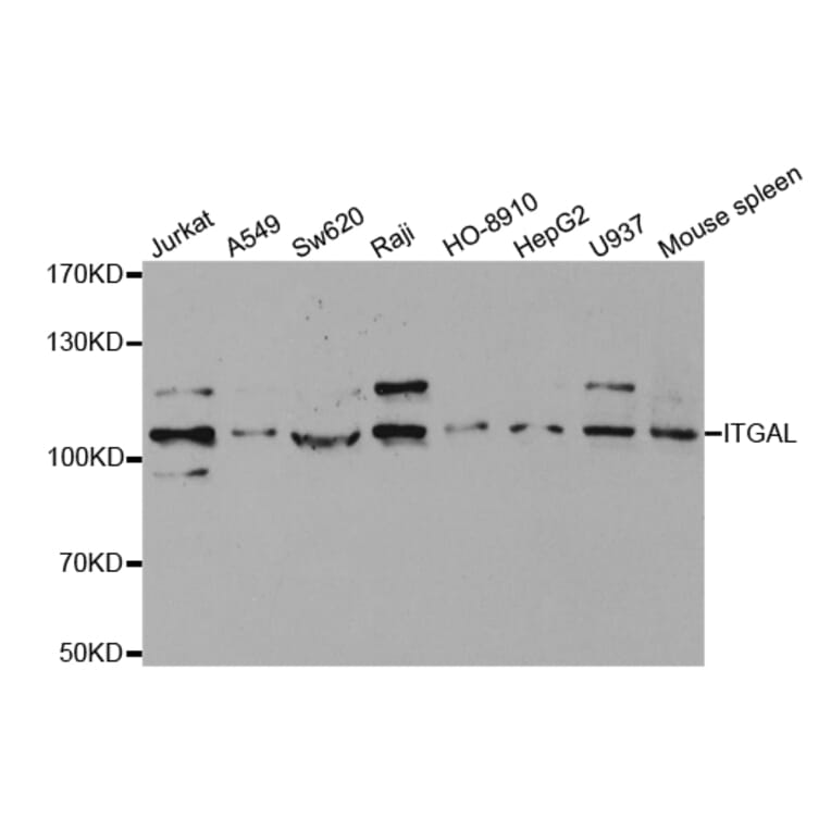 Western blot - ITGAL Antibody from Signalway Antibody (32362) - Antibodies.com