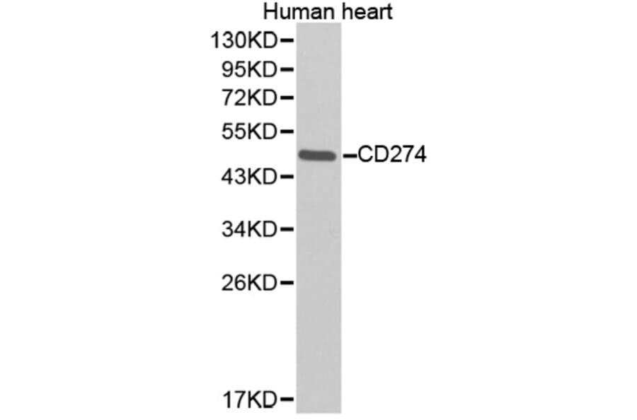 Western blot - CD274 Antibody from Signalway Antibody (32363) - Antibodies.com