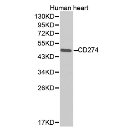 Western blot - CD274 Antibody from Signalway Antibody (32363) - Antibodies.com