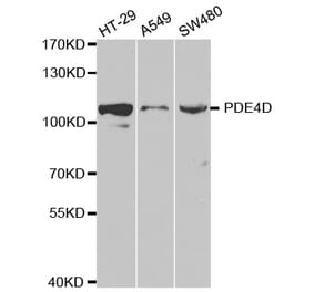 Western blot - PDE4D Antibody from Signalway Antibody (32370) - Antibodies.com